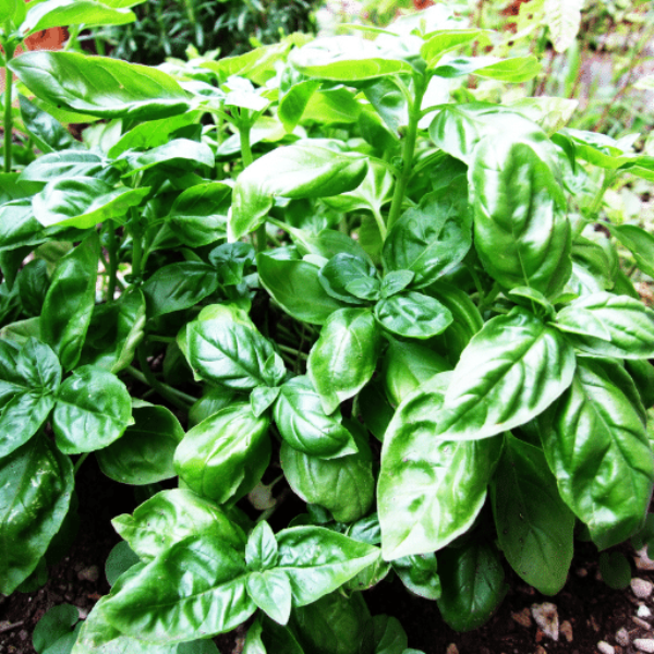 Fresh hydroponic basil herb bunch from Mishkat, 0.1 kg, showcasing vibrant green leaves in a natural setting.