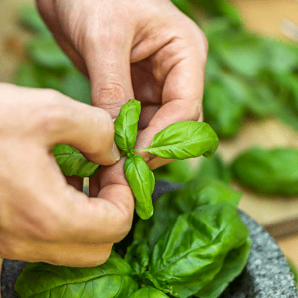 Fresh hydroponic basil herb bunch from Mishkat, 0.1 kg, with vibrant green leaves ideal for cooking and garnishing.