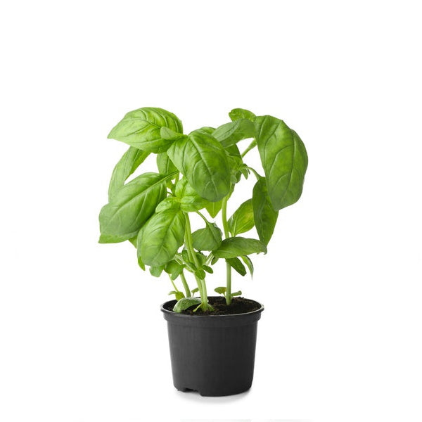 Organic Holland basil herb plant in a pot, fresh green leaves, ready for culinary use.