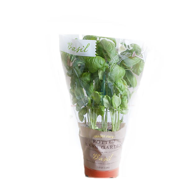 Organic Holland basil herb plant in a pot, fresh green leaves, ready for culinary use.