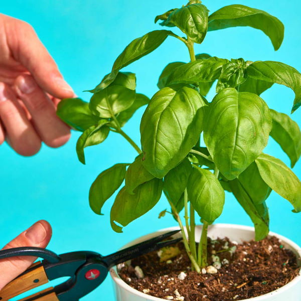 Organic Holland basil herb plant in a pot, fresh green leaves, single potted basil for culinary use.