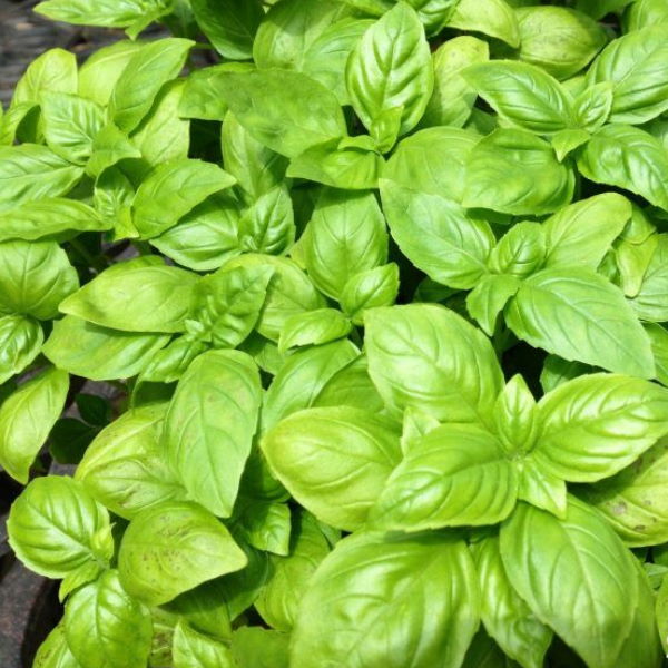 Organic Holland basil herb plant in a pot, fresh green basil with vibrant leaves, ideal for culinary use.