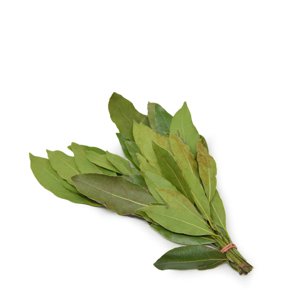 Fresh Holland bay leaves bunch, aromatic vegetable herb with green leaves, used for cooking and seasoning.