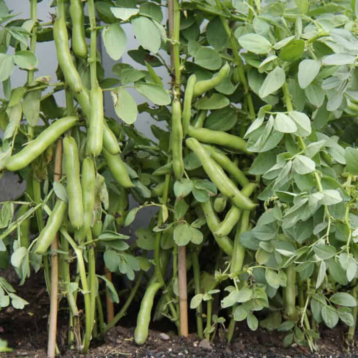 Fresh broad fava beans in a 1 kg pack from Local Market, close-up of vibrant green vegetables on a white background.