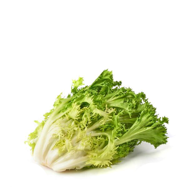 Fresh green frisée lettuce leaf from Holland, showcasing its curly texture and vibrant color, perfect for salads and garnishes.
