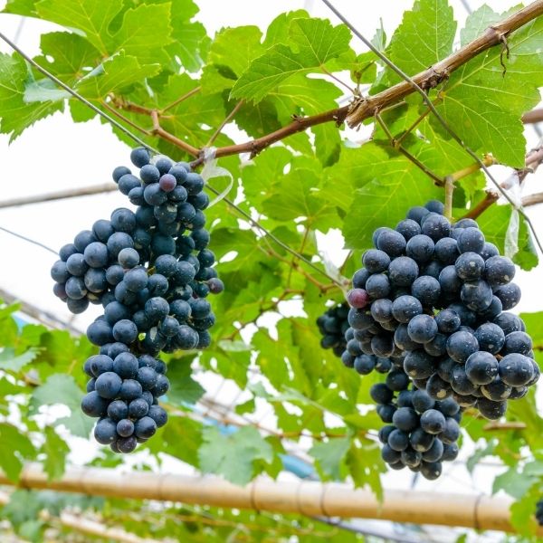 Black seedless grapes from Sharbatly, 0.5 kg pack, fresh and ripe dark grapes ready to eat.