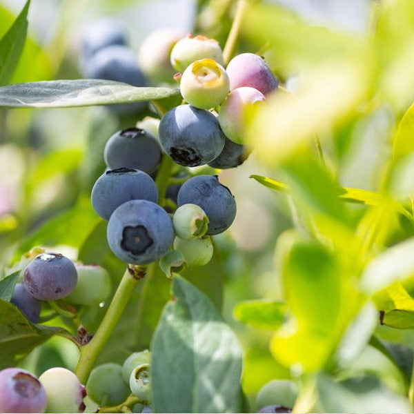 Fresh blueberries in a 0.5 kg Sharbatly family pack, showcasing plump, ripe blue berries on a white background.