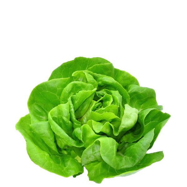 Fresh Boston lettuce from Holland, a single crisp vegetable leaf with vibrant green color and textured surface.