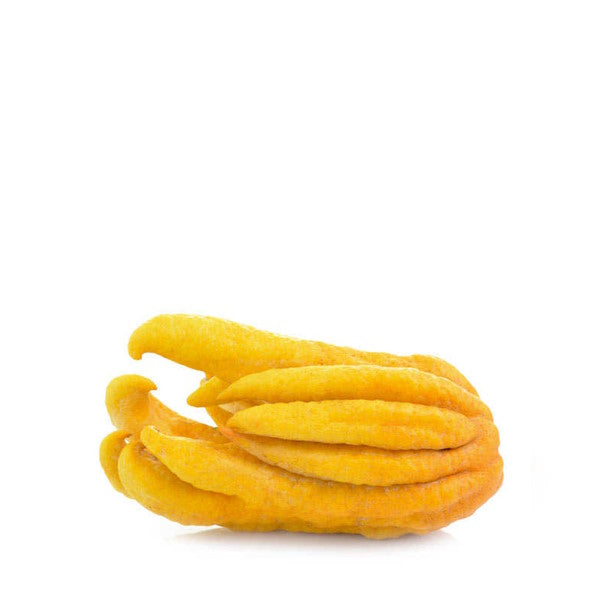 Holland Buddha's hand fruit, a single bright yellow citron with finger-like segments, on a white background.
