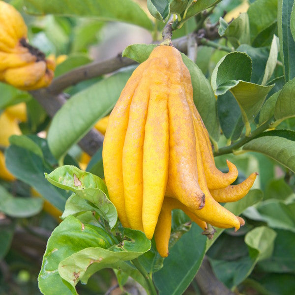 Holland Buddha's hand fruit, single piece with bright yellow, finger-like citrus segments, natural and fresh appearance.
