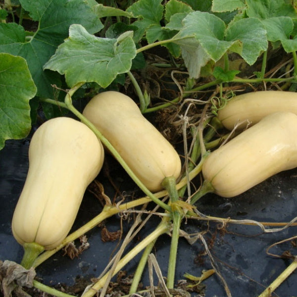 Fresh single piece butternut squash from Local Market, showing its smooth, tan skin and bulbous shape.