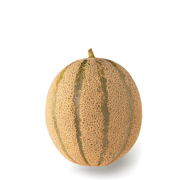 Single piece Holland cantaloupe melon, fresh and ripe, showcasing its orange flesh and textured rind.