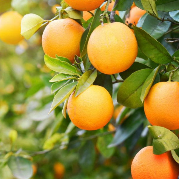 Fresh blood oranges from USA, 1 kg pack, showcasing vibrant orange skin and juicy interior in a natural fruit display.