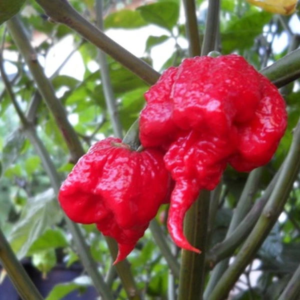 Holland Carolina Reaper hot pepper herb in a 0.150 kg pack, vibrant red peppers with wrinkled skin, known for extreme heat.