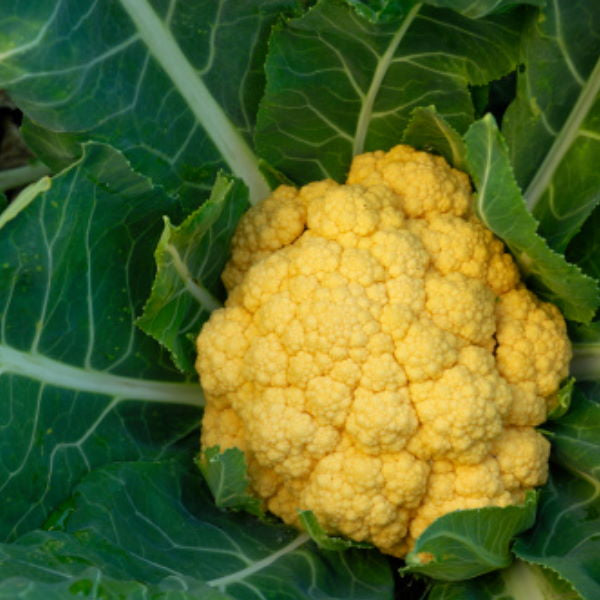 Fresh orange cauliflower from Holland, single vegetable piece with vibrant orange color and textured florets.