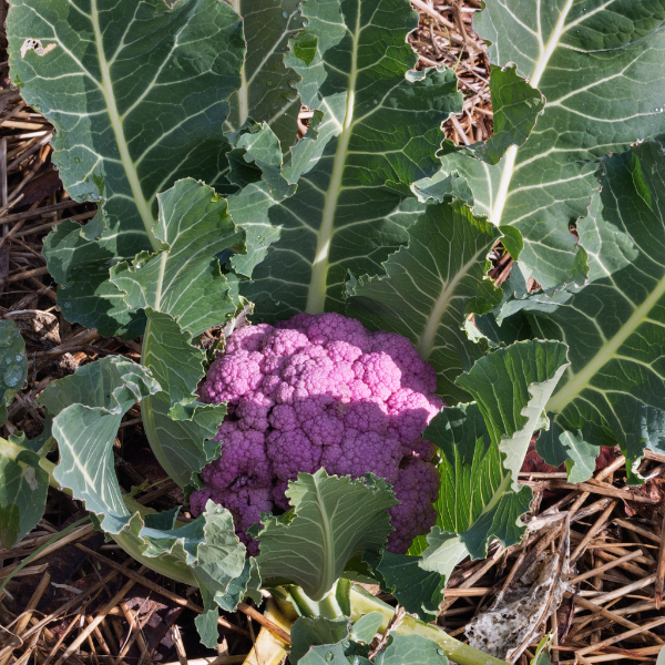 Single purple cauliflower vegetable from Holland, showcasing vibrant violet color and fresh, crisp appearance.