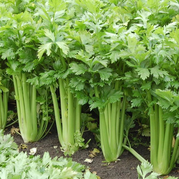 Fresh celery green leafy vegetable bunch from Local Market, showcasing vibrant, crisp celery stalks and lush leaves.