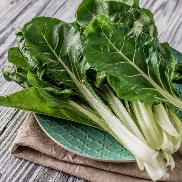 Fresh baby green chard bunch from Holland, vibrant leafy vegetable ideal for salads and cooking.