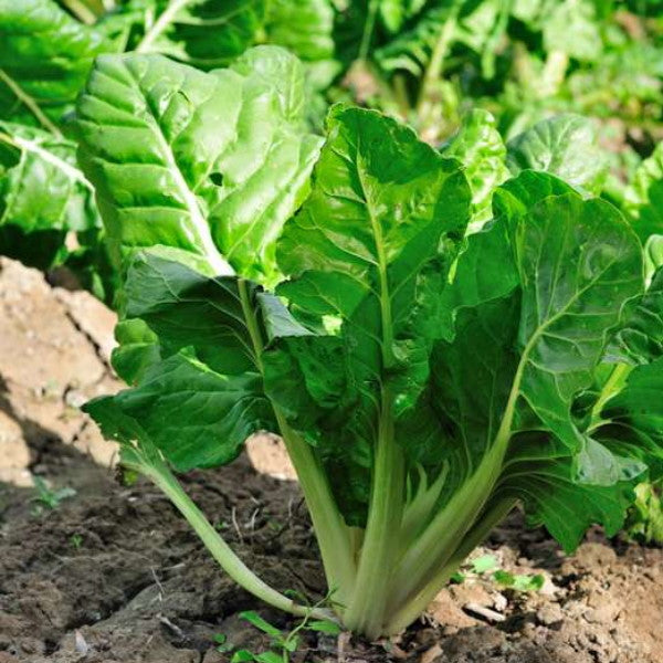 Fresh baby green chard bunch from Holland, showcasing vibrant leaves and sturdy stems, perfect for healthy vegetable dishes.