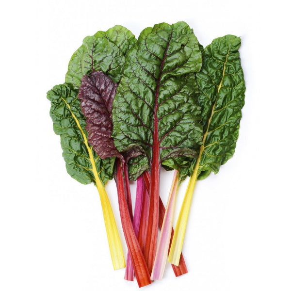 Fresh rainbow Swiss chard bunch from Holland, vibrant colorful leafy vegetable perfect for salads and cooking.