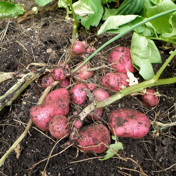 Red Cherie potatoes from Holland, 1 kg pack, fresh vegetable with smooth red skin and firm texture, ideal for cooking.