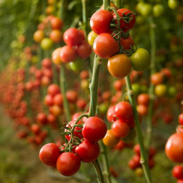 Fresh organic cherry tomatoes from Mishkat, hydroponically grown in a 0.25 kg pack, vibrant and ripe vegetable produce.