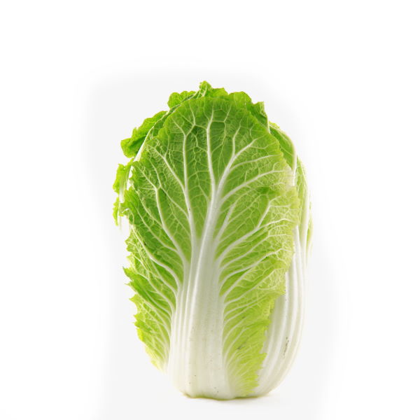 Fresh Chinese Napa cabbage from Holland, single whole vegetable with crisp leaves and sturdy stalks.