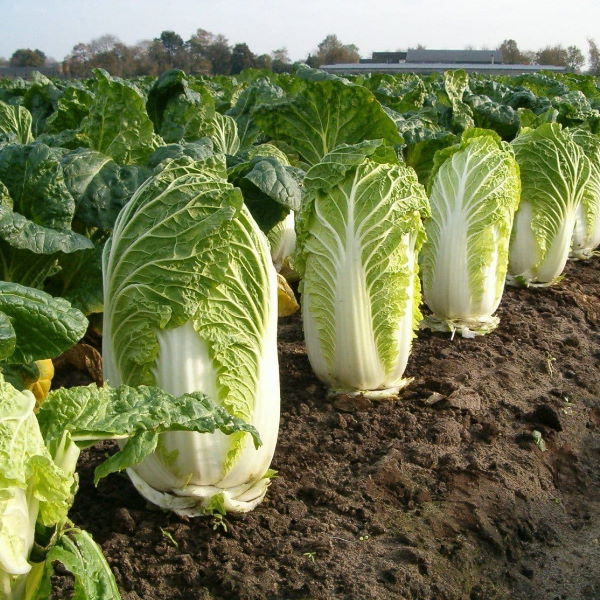 Fresh Chinese Napa cabbage vegetable from Holland, showing a single crisp, green leafed cabbage on a white background.