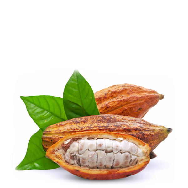 Fresh single cacao pod, Thailand fruit, with textured brown shell and vibrant interior, showcasing cacao's natural seed inside.