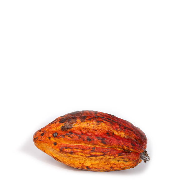 Fresh cacao pod from Thailand, whole fruit with textured brown shell, used for chocolate production or culinary purposes.