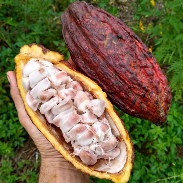 Fresh single cacao pod from Thailand, vibrant outer shell showing the tropical fruit's natural texture and color.