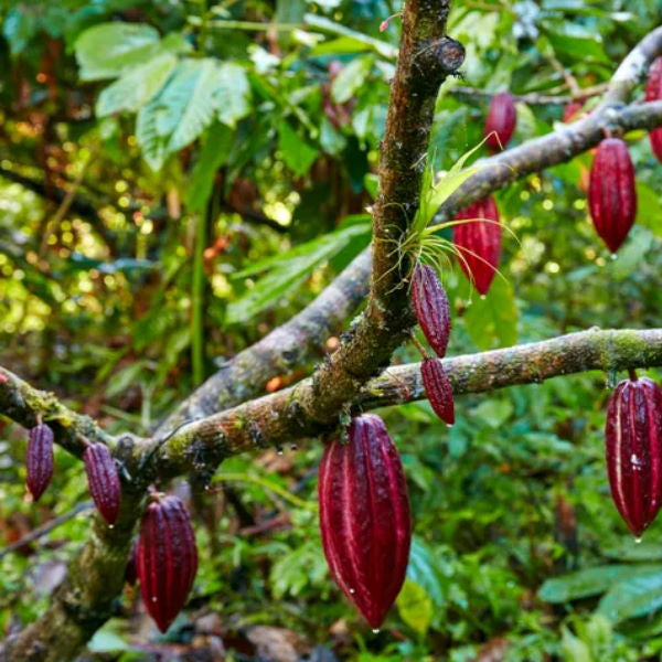 Fresh single cacao pod from Thailand, tropical fruit with textured brown shell, ripe and ready for harvesting or culinary use.