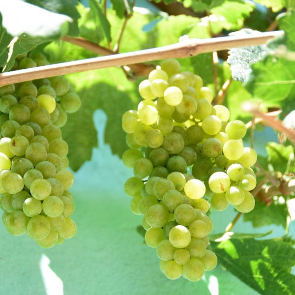 Fresh white seedless Cotton Candy grapes in a 0.5 kg punnet, vibrant and plump, from Sharbatly, perfect for snacking.