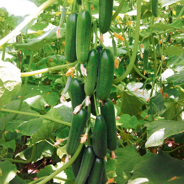 Fresh green cucumbers from Local Market, 1 kg pack, with smooth skin and crisp texture, perfect for salads and snacks.