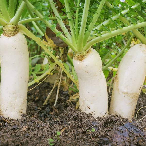 Fresh daikon radishes in a 1 kg pack from Local Market, showcasing white, crisp vegetables on a rustic background.