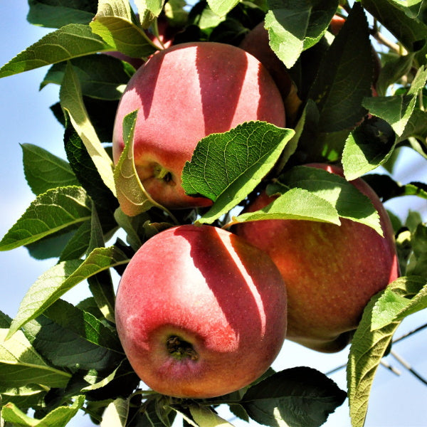 Fresh Evelina apples from Sharbatly, 1 kg pack, showcasing bright red skin and crisp texture.