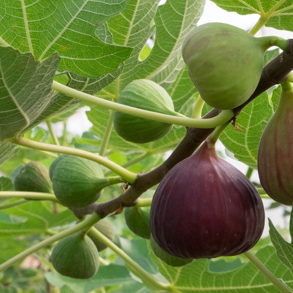 Fresh brown figs in a 0.5 kg pack from Local Market, showcasing ripe, juicy fruit with green stems.