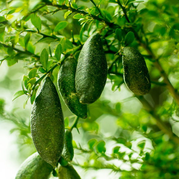 Green finger limes, also known as fruit caviar, in a 0.120 kg pack, fresh vegetable product from Holland.