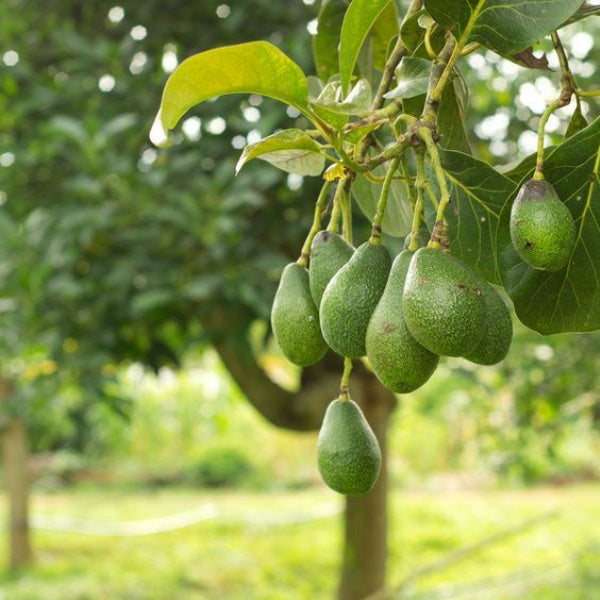 Fresh Fuerte avocados in a 4 kg carton from Local Market, showcasing ripe, green fruit ready for use.