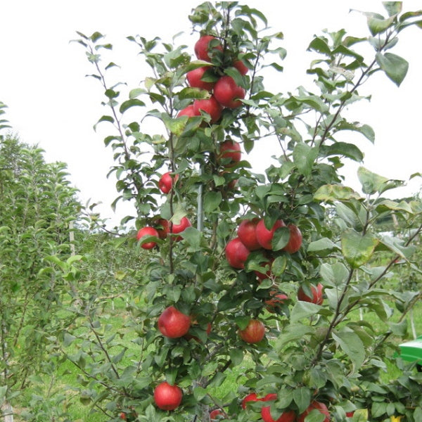 Fresh Royal Gala apples from Sharbatly in a 3 kg carton, showcasing vibrant red and yellow fruit ready to enjoy.