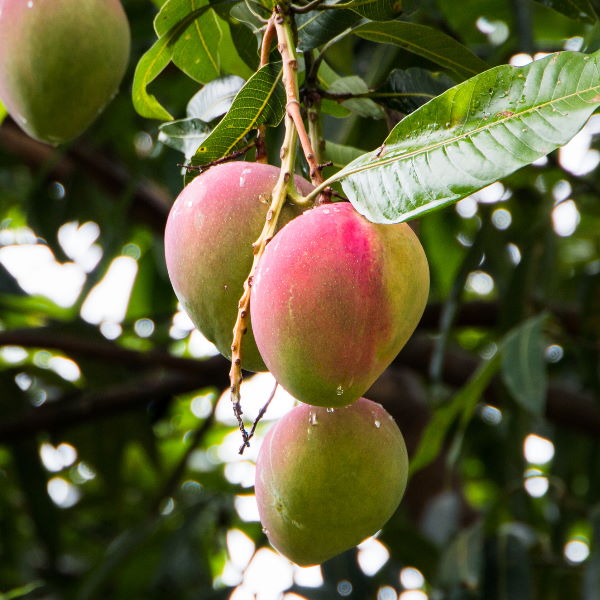 Fresh Mango Qalbaltor fruit from Sharbatly, 3 kg bag, ideal for juice making, shown in a natural, close-up view.