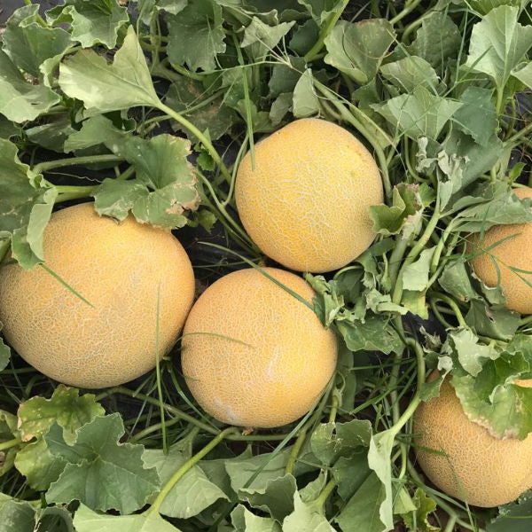 Fresh Galia melon from Holland, a single ripe fruit with a smooth yellow skin and sweet fragrant flesh.