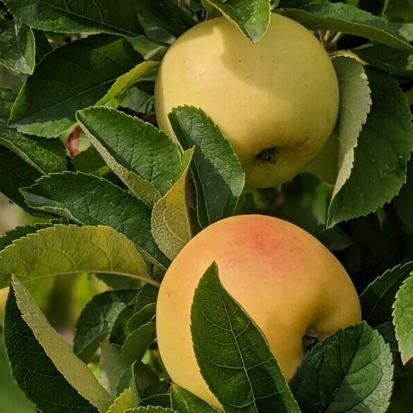 Golden apples from Sharbatly in a 4 kg carton, fresh and vibrant with a natural flower-inspired appearance.