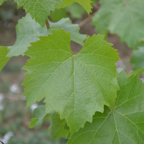 Fresh green grape leaves in a 0.5 kg box, organic vegetable product from Local Market, ready for culinary use.