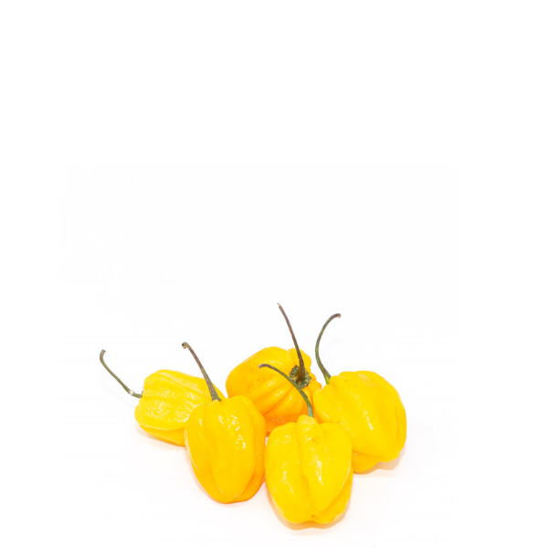 Yellow habanero pepper herb from Holland, 0.15 kg pack, fresh, vibrant yellow peppers with green stems.