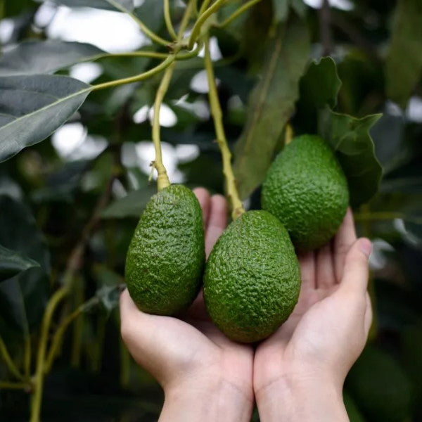 Sharbatly Hass avocado carton, 3.8 kg, showing fresh, ripe Hass avocados in a sturdy fruit box.