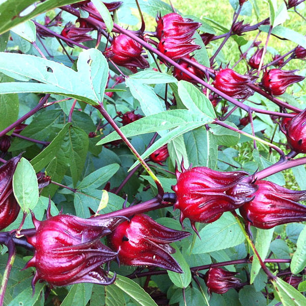 Fresh hibiscus flowers from Local Market, roselle herb pack, vibrant red blossoms for teas and herbal remedies.