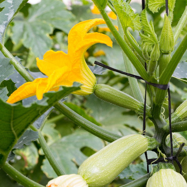Fresh green jumbo zucchini from Local Market, 2 kg pack, showing smooth skin and vibrant color.