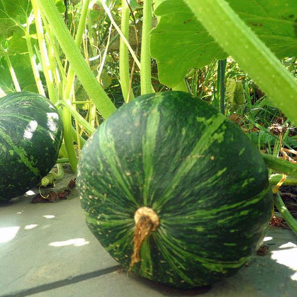 Fresh single piece of Kabocha pumpkin vegetable from Local Market with vibrant green skin and bright orange flesh visible.