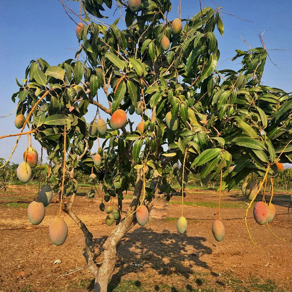 Fresh Keitt mangos in a 3.5 kg carton from Local Market, showcasing ripe, green and yellow tropical fruit.